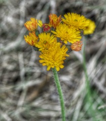 Pilosella caespitosa