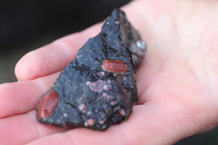 Lepidozona interstincta