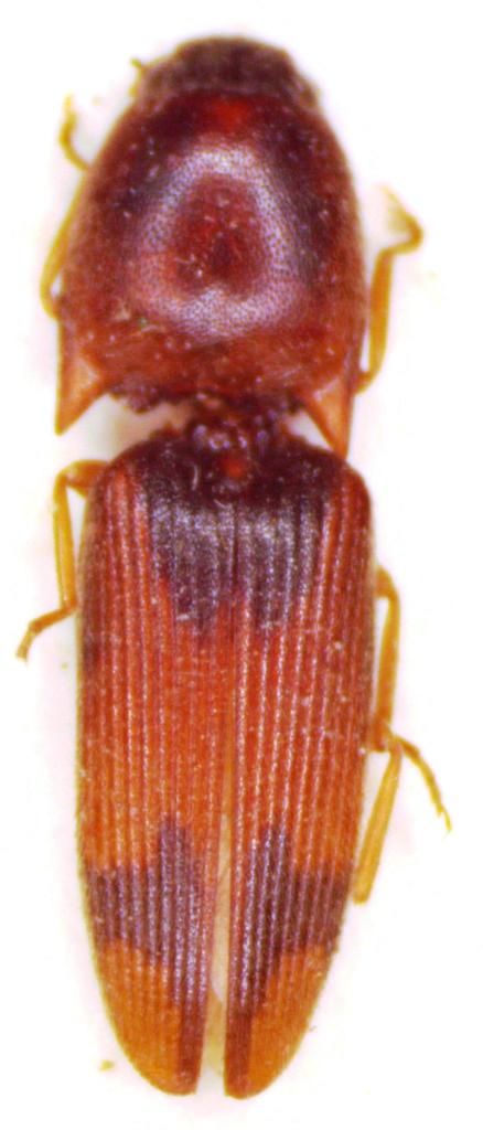 Aeolus melliculus