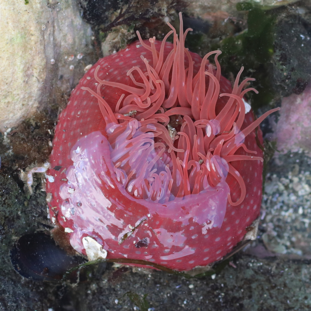 Vancouver anemone