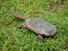 Hydromedusa tectifera