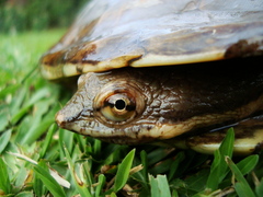 Hydromedusa tectifera