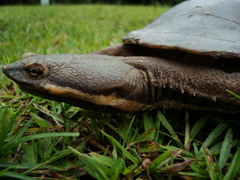 Hydromedusa tectifera
