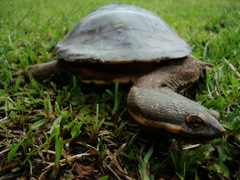 Hydromedusa tectifera