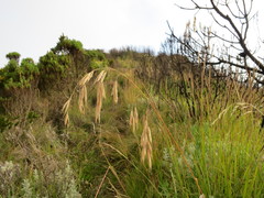 Bromus leptoclados