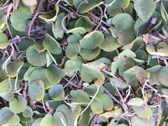 Dichondra
