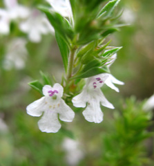 Satureja intermedia