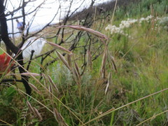 Bromus leptoclados