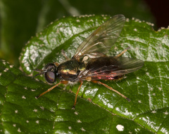 Antissella parvidentata
