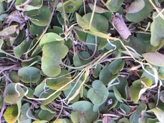 Dichondra