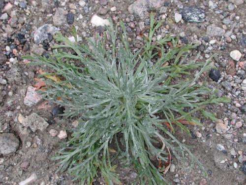Artemisia borealis, photograph 6