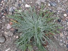 Artemisia borealis, photograph Todd Boland, CC BY, iNaturalist via GBIF