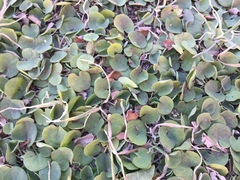 Dichondra
