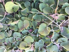 Dichondra