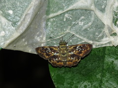 Udranomia kikkawai