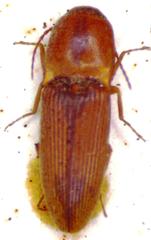 Aeolus rubricatus