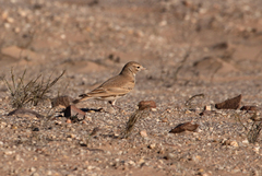 Ammomanes cinctura