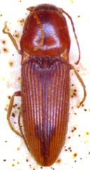 Aeolus rubricatus