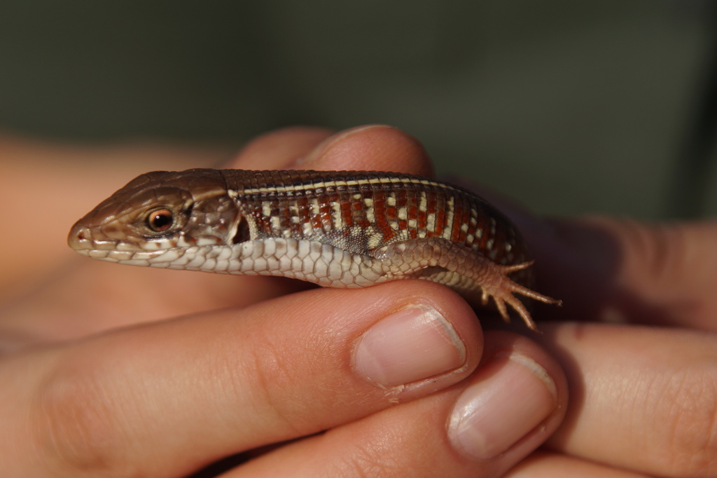 Black-Lined Plated Lizard