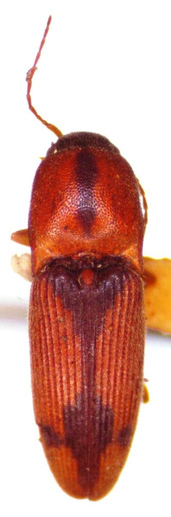 Aeolus rubricatus