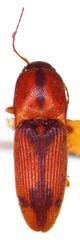 Aeolus rubricatus