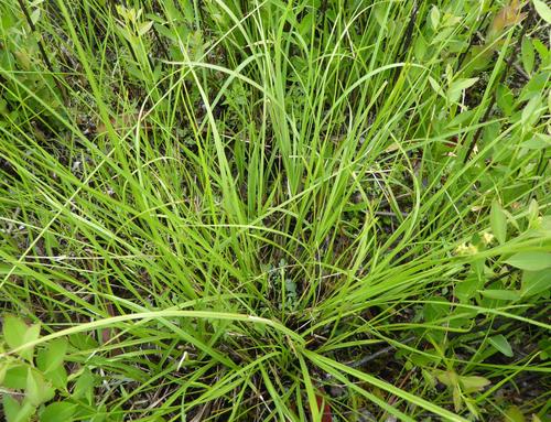 Carex atlantica image