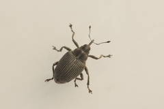 Ceutorhynchus obstrictus