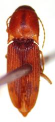 Aeolus rubricatus