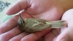 Acrocephalus agricola