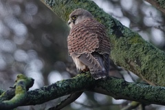 Falco tinnunculus