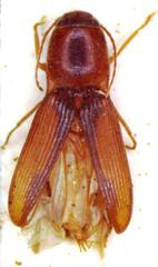 Aeolus rubricatus