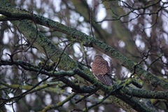 Falco tinnunculus