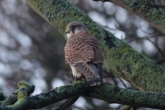 Falco tinnunculus