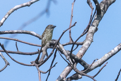 Pogoniulus scolopaceus