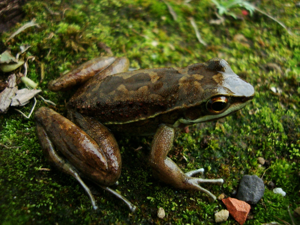 Humboldt's Tree Toad