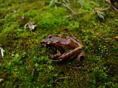 Ischnocnema henselii