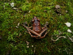 Ischnocnema henselii