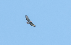 Buteo auguralis