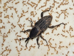 Cosmopolites sordidus