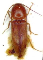 Aeolus rubricatus