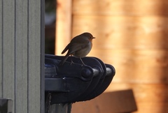 Erithacus rubecula