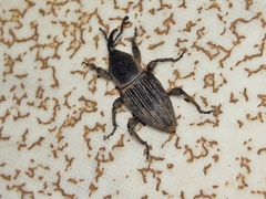 Cosmopolites sordidus