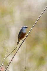 Sporophila palustris