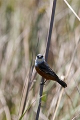 Sporophila palustris