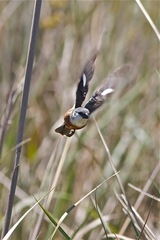 Sporophila palustris