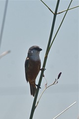 Sporophila palustris