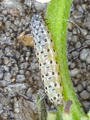 Pyrausta inornatalis