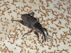 Cosmopolites sordidus