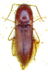 Aeolus rubricatus