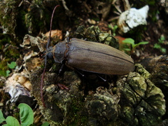 Mecosarthron buphagus